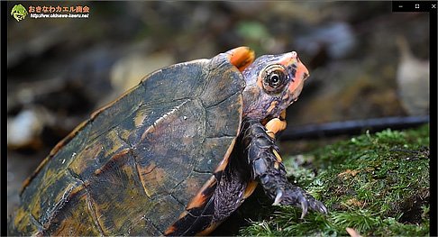 okinawakaeru's tweet photo. https://t.co/Jy1K2V0WYC
おきなわカエル商会の更新で、沖縄の動物・植物達の動画にリュウキュウヤマガメの動画1本を追加しました。トップページのWhat's New ! で追加ページを確認できます。
#やんばるの森 #やんばる国立公園 #天然記念物 #絶滅危惧種 #turtle #landturtle #リュウキュウヤマガメ https://t.co/lg9I25mzSU