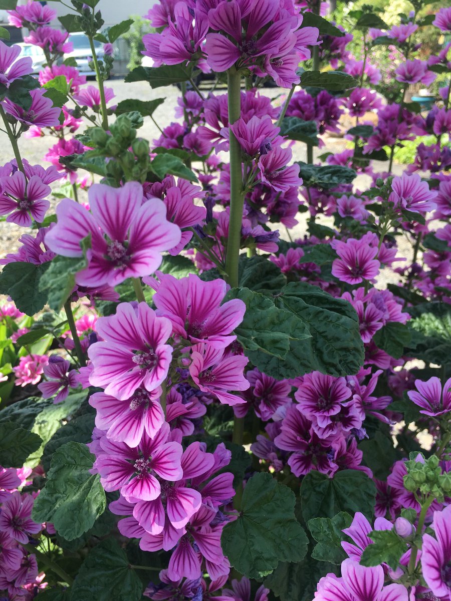 あるがままの自分