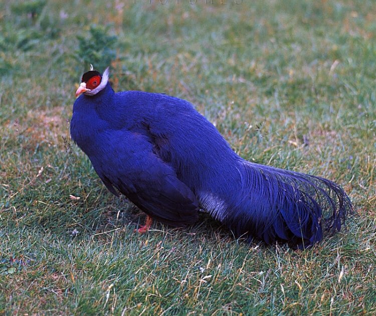 Dreamya44's tweet photo. La #Famille des #Phasianidae regroupe des #Oiseaux #Gallinacés comme les #Perdrix, les #Cailles, les #Faisans, les #Paons et les #Espèces apparentées : #Lerva, #Tétraophases, #Tétraogalles, #Francolins, #Perdicules, #Ophrysie, #Xénoperdrix, #Torquéoles, #Roulouls,#Bambusicoles... https://t.co/fbnybuOMLO