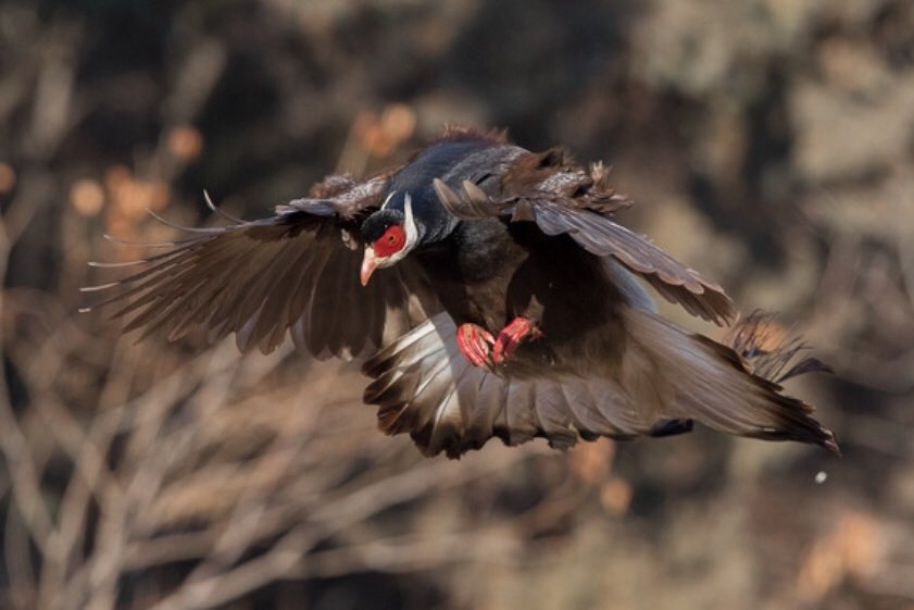 Dreamya44's tweet photo. La #Famille des #Phasianidae regroupe des #Oiseaux #Gallinacés comme les #Perdrix, les #Cailles, les #Faisans, les #Paons et les #Espèces apparentées : #Lerva, #Tétraophases, #Tétraogalles, #Francolins, #Perdicules, #Ophrysie, #Xénoperdrix, #Torquéoles, #Roulouls,#Bambusicoles... https://t.co/fbnybuOMLO