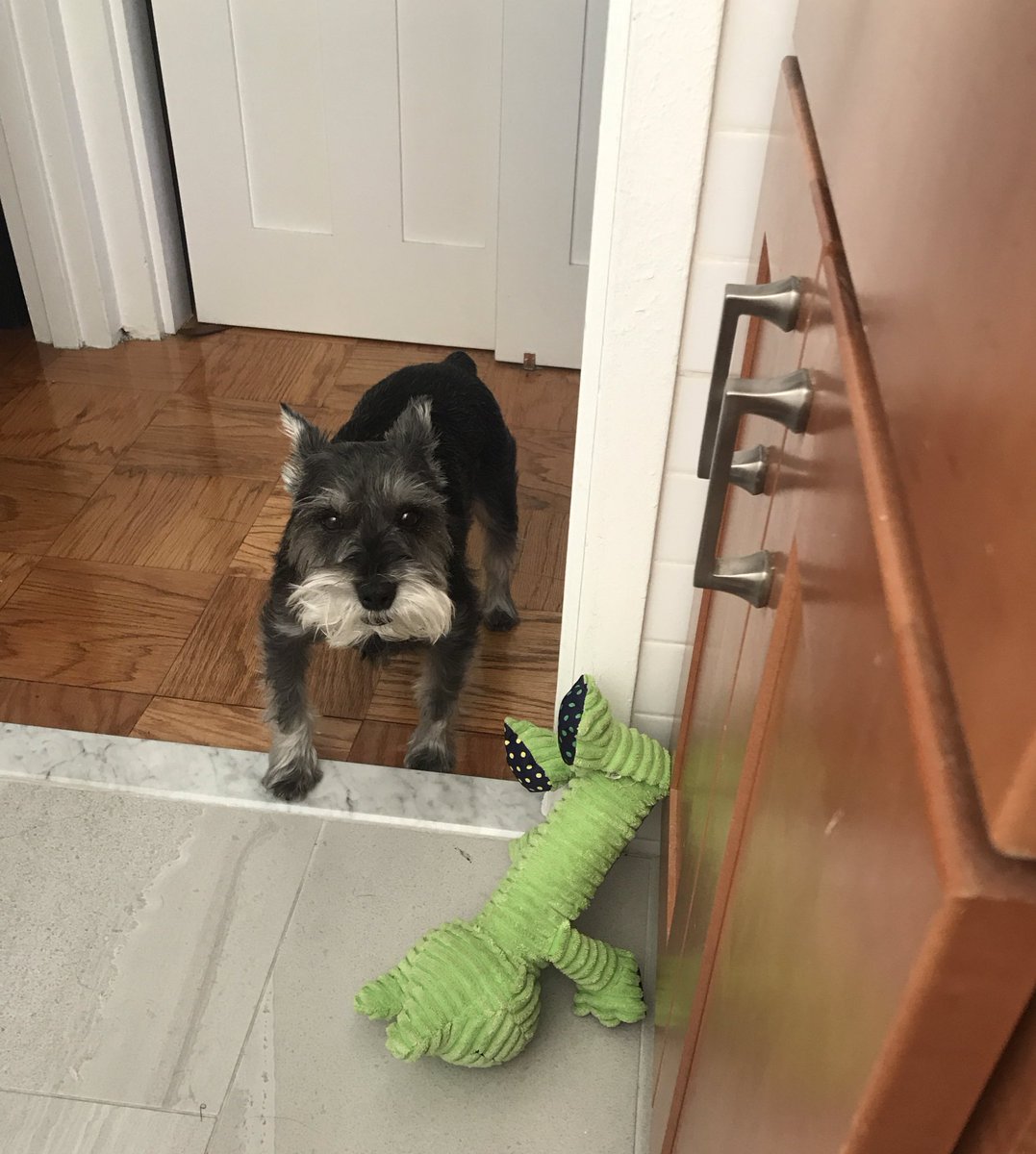 alexi's tweet photo. I’ll be on @KasieDC from 8-9p ET talking about the latest for @axios — hopefully Marlin (and his new favorite toy) tune in 🤞🏽 https://t.co/cCbnoKFi2T