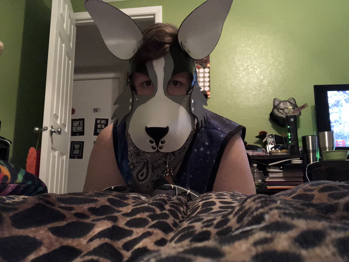Shadowpup6's tweet photo. ‘Don’t get up on the bed?’ Who do you think you are? I own this bed! #pupplay #puppyplay #bdsm #petplay #sfwpetplay #bdsmpup #leatherpup #subpup #bigolepupper #guardpup #servicepup #workingpup #acepup #polyapup #enbypup #queerpup #sleepypup #happypup #floridapup #shadowpuppo https://t.co/5fBjdwMQsl