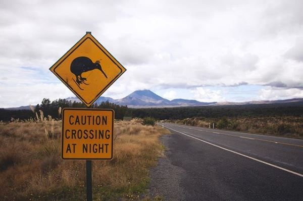 campermate's tweet photo. Kiwi crossing spotted en route to the mighty Mount Tongariro. If you're lucky enough to spot one of these, it likely means you've entered a kiwi release area so you must slow down and be on the look out to help keep the flightless fellas safe  ⚠️ 
📸 @studiopixelsfr https://t.co/cQS4Fv0Ju9
