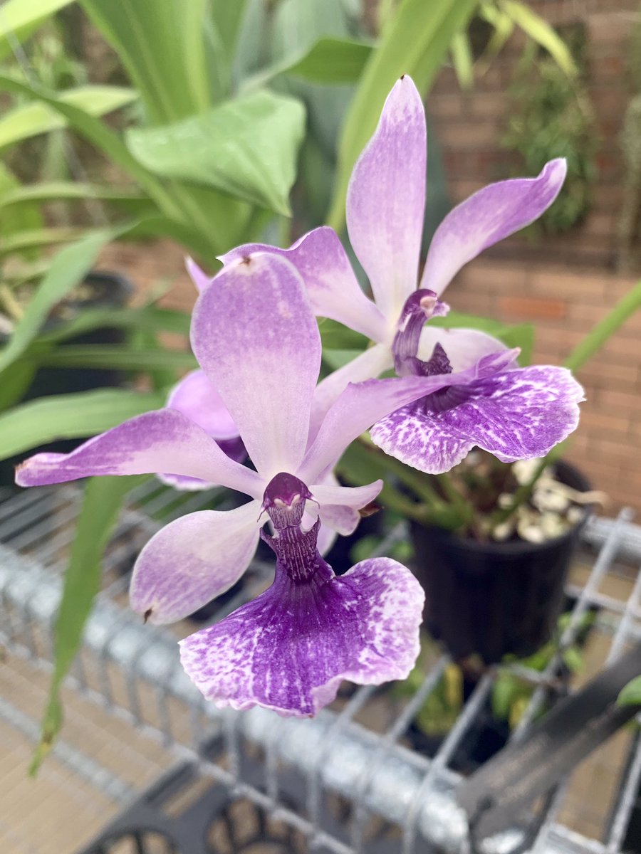 TexanInOz's tweet photo. Another orchid blooming @RBGSydney the Zygonisia cynosure ‘Blue Birds’ Lovely light fragrance and lavender flowers that fade to a bluish tinge. 
#Orchidaceae https://t.co/TtANU8uNqz