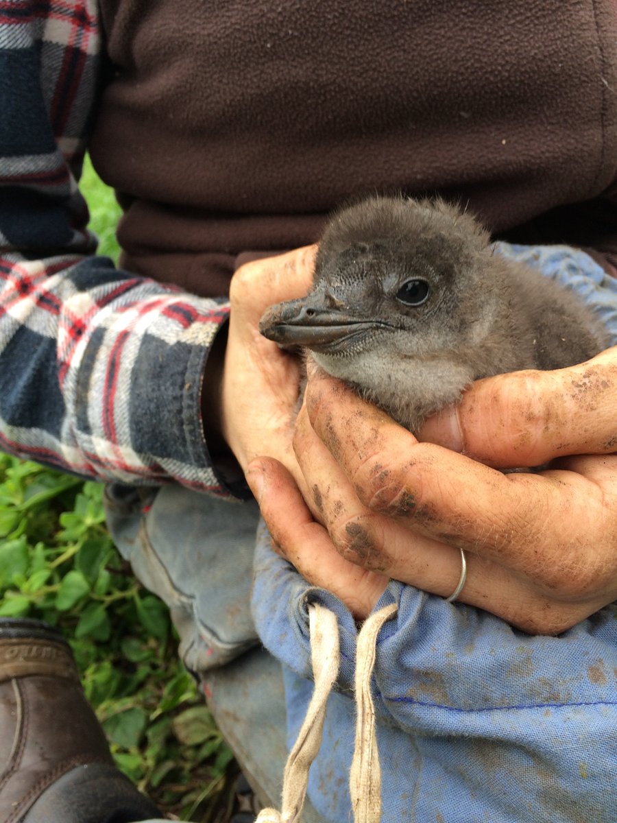 Are you going to be <a href="/IPC_penguins/">International Penguin Conference</a> when it kicks off this coming Saturday in #Dunedin? Members of <a href="/AUS_NZ_Seabirds/">AustralasianSeabirds</a> will be holding an informal get-together at the conference. We'll keep you posted about the date and time when they're locked in. #IPC10 #Penguin