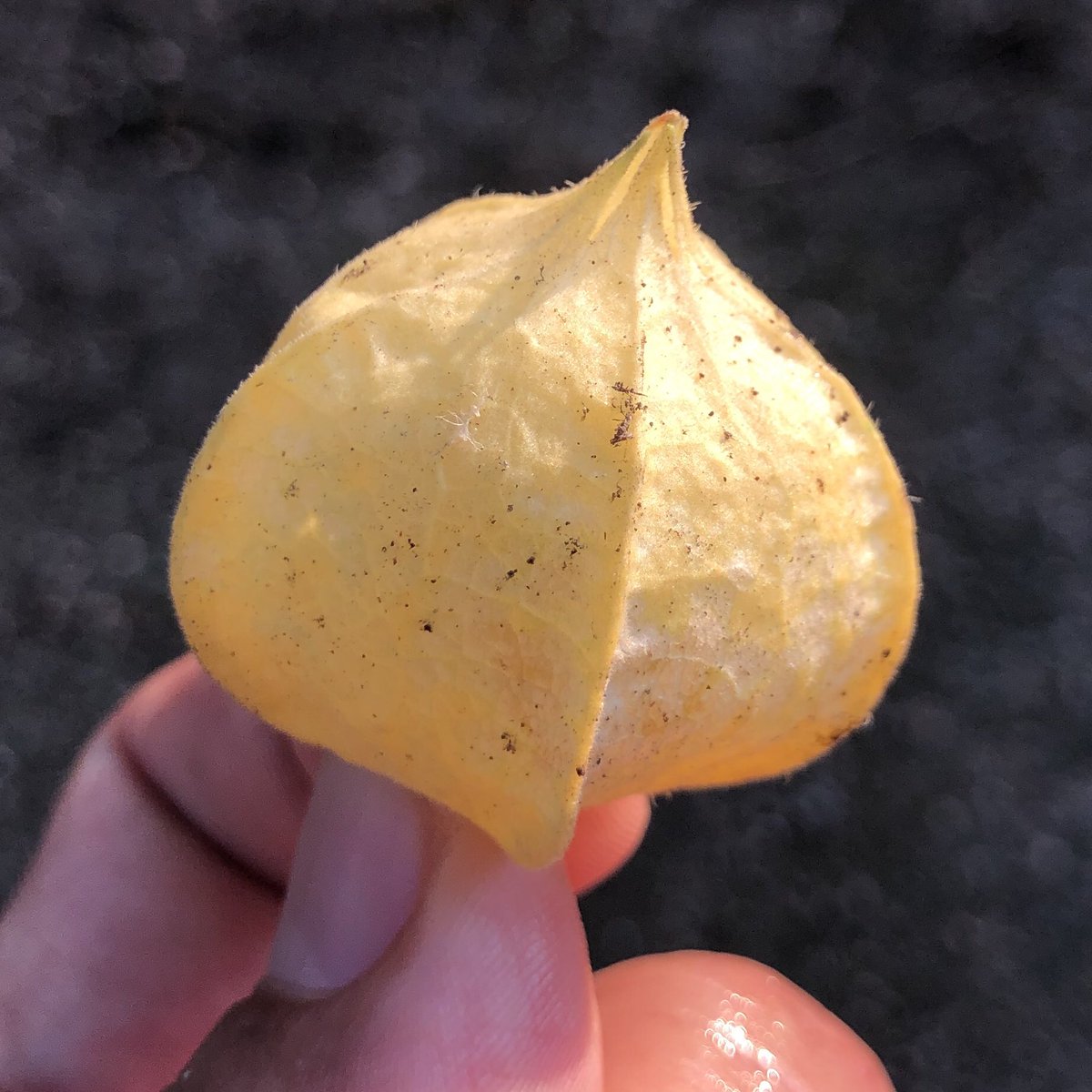 食用ほおずき 食用ほおずき