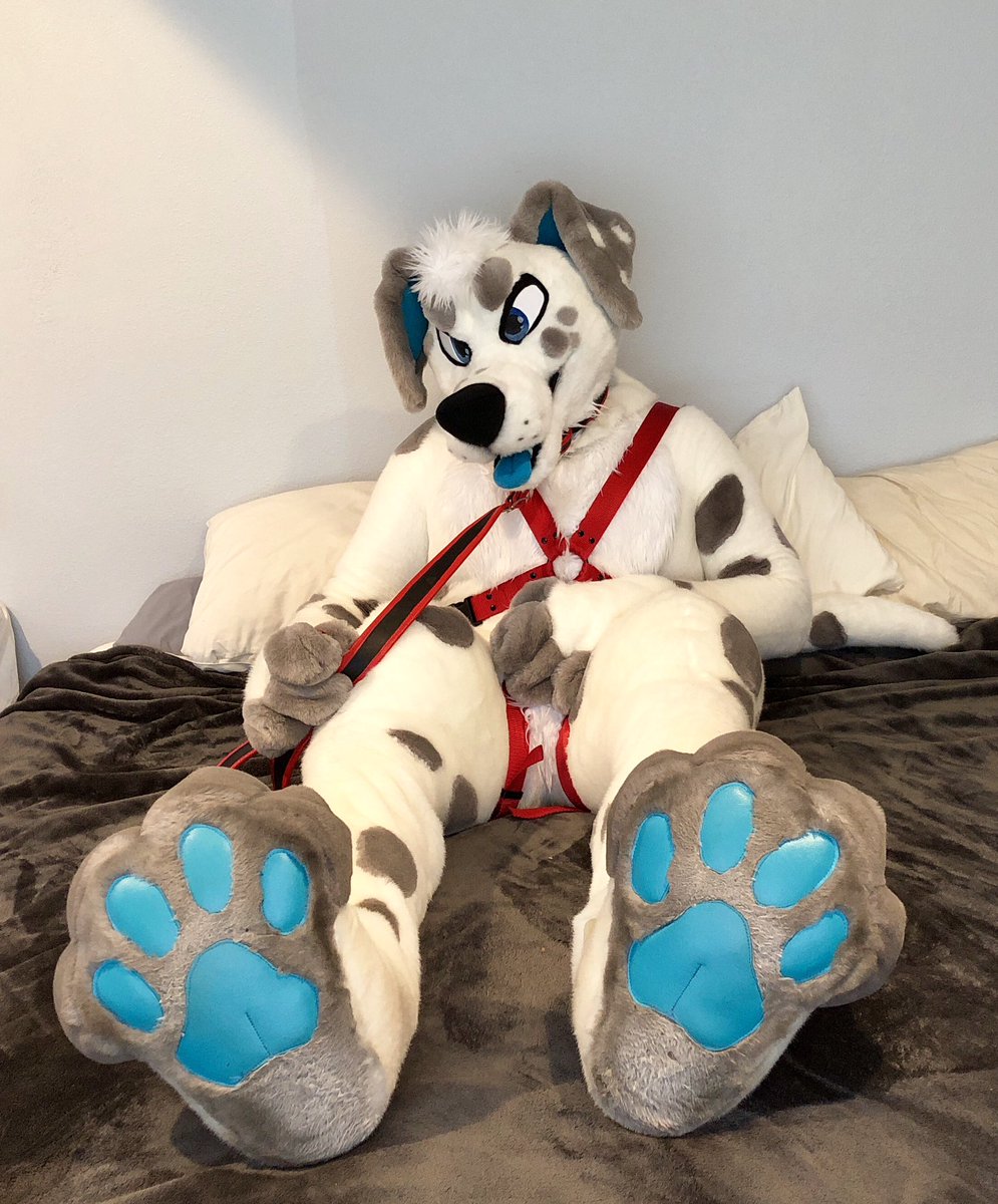 saltmutt's tweet photo. @mudpaw10 @itsLiyo @KaijuKoda @Just_Starfly @XerxesWuff @thazdragon @FibreKitty @BenzoHusky @AfterArco @BartonTheFox @Talcen @AeryKitty @FlukeHusky @TheMapleLynx @NovaWolfy @WhatTheHush @KoviDeerDoge @itsgerce @MestisoTiger @WoleverWuff @ToboeWolf_Br @geckopuppy https://t.co/W44E35e5DC