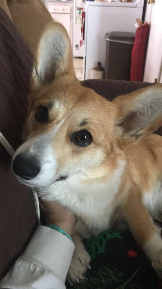 16vlalum's tweet photo. PSA: STRAP IS MISSING 

Strap has been missing since 5am yesterday morning!! She hates thunderstorms so I know last night really scared her away!! DM me if you know anything! She’s very friendly, loves people, loves treats, a little stubborn but very friendly!! https://t.co/aQR1P3rAQz
