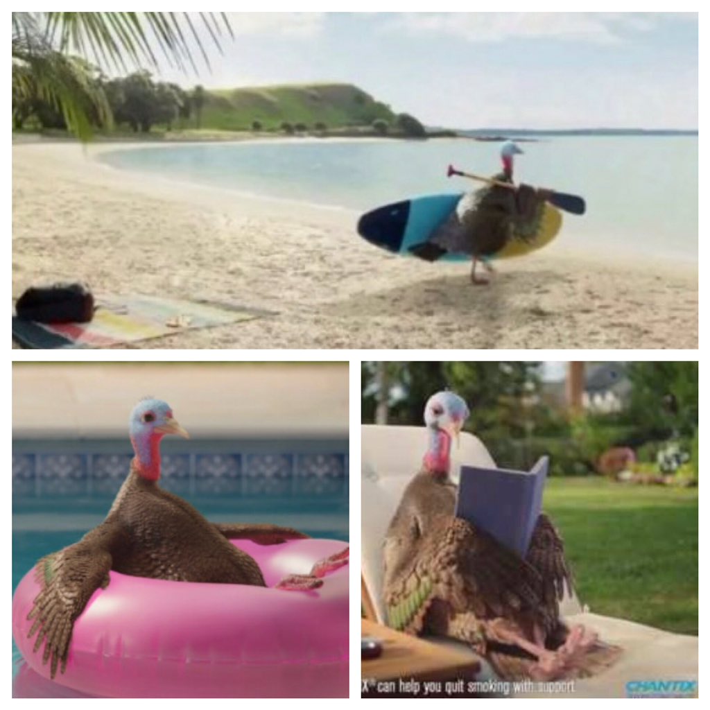 Now that my summer is coming to an end, my only hope is that I live my best life as much as the chantix turkey appears to be!😂 #lovethatturkey #chantixturkey