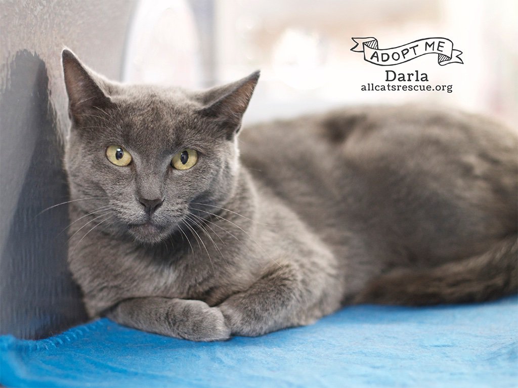 AllCatsRescue's tweet photo. Darla is a beautiful blue girl who may look a bit stoic, but she is very sweet and loves being petted. Once she warms up to you, she will roll over for belly rubs too! You can learn more about this shy sweetheart at https://t.co/Mljpz2JMZf! https://t.co/Z6OIVXeTnY
