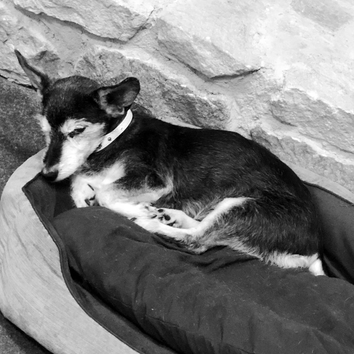 NikkiMarie1090's tweet photo. Really feeling it tonight. Don’t know how how else to express it.   Wishing this puppy comfort. This house is not the same 🙈 https://t.co/CbfS0Cmzuj
