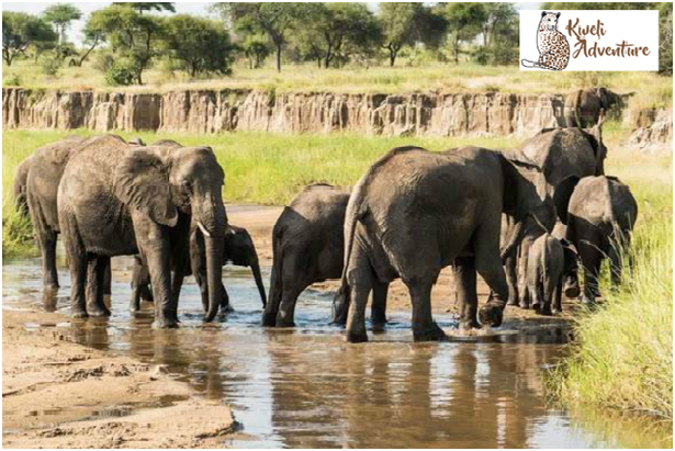 kweliadventure's tweet photo. Northern #Tanzania offers some of the world's most diverse safari experiences.

Do you want to know more @ https://t.co/eyjq2JuCxZ https://t.co/lRhjyOLKgW