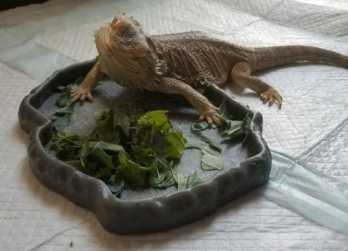 raymonamarie's tweet photo. Getting this 3 year old beauty much healthier over the last month has been my top priority. I hope you all are doing well!!! https://t.co/HuVcaMU9ZZ