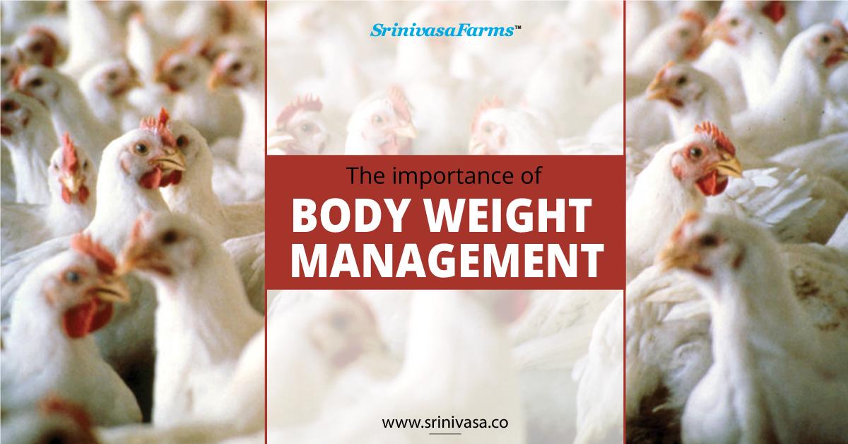 srinivasa_farms's tweet photo. Body weight management and getting good uniformity in the grower flocks is one of the most important parameters and a key factor in getting optimum performance of birds in future.
#SrinivasaFarms #PoultryBodyWeightManagement #FlockManagement #PoultryFarm #FlockUniformity https://t.co/YfxRsLgBIf