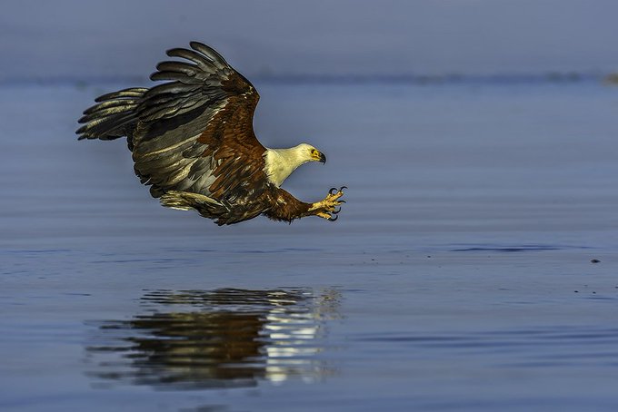 Be Free and Explore Zululand 

Not much says 'Zululand' quite like the cry and flight of the Fish Eagle.

#Zululand #KZNTourism #DoKZN #DoTourism #ExperienceKZN #ZululandTourism