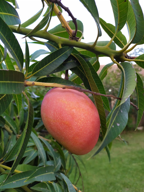 Trpel_com's tweet photo. Mango color 
#Summer 2019 https://t.co/INeSQp0Ys8