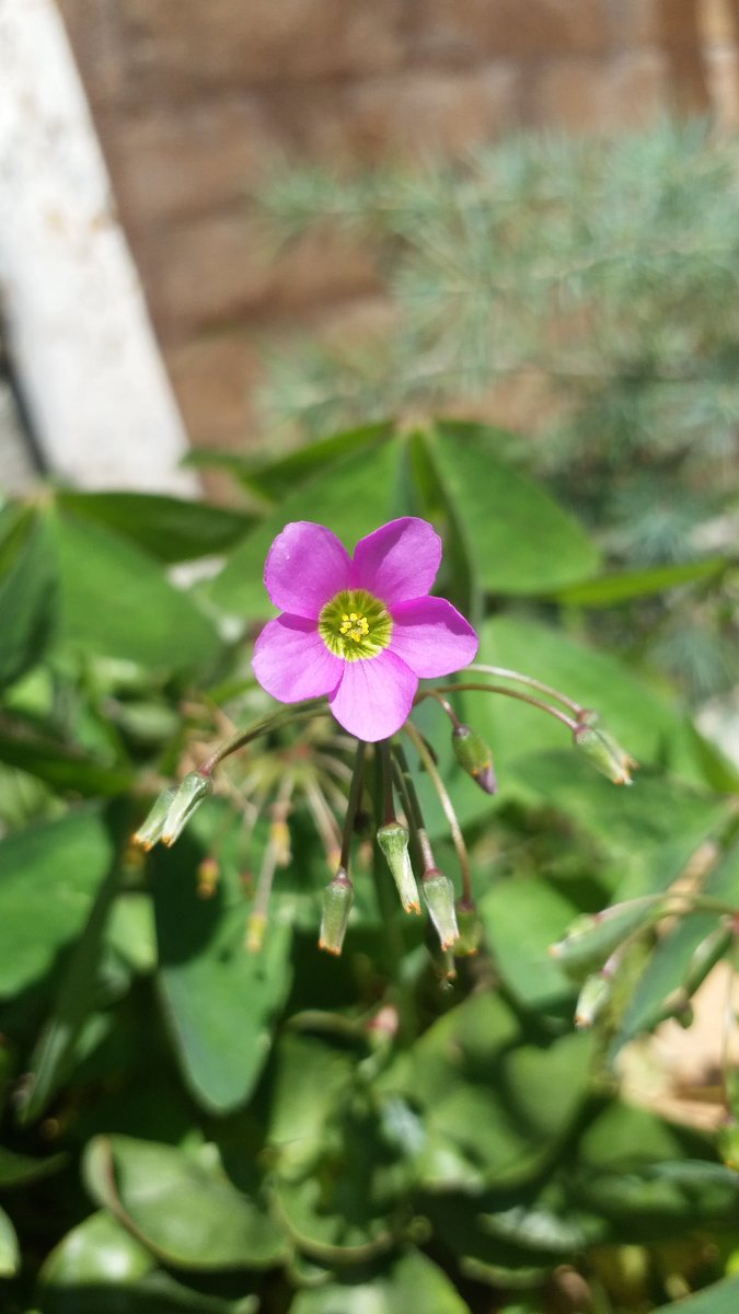 #Oxalis , Pink #Sorrel
#Oxalis latifolia
Family #Oxalidaceae 
#WildFlora , #SwatValley