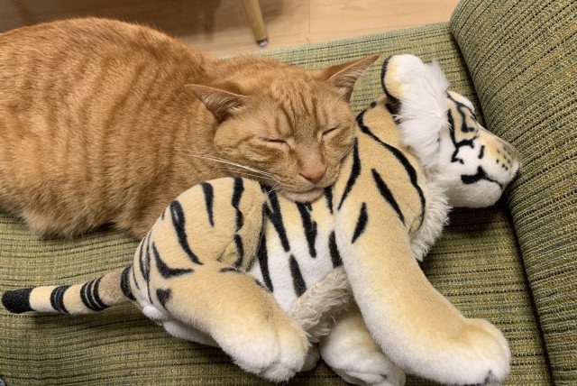 nekojirushi_cat's tweet photo. ζ°γγειοΌοΌγγ©γ‘γγ
https://t.co/zSZQa8aqZC
#cat #η« #εη #mitmit https://t.co/z8M54HNjl7
