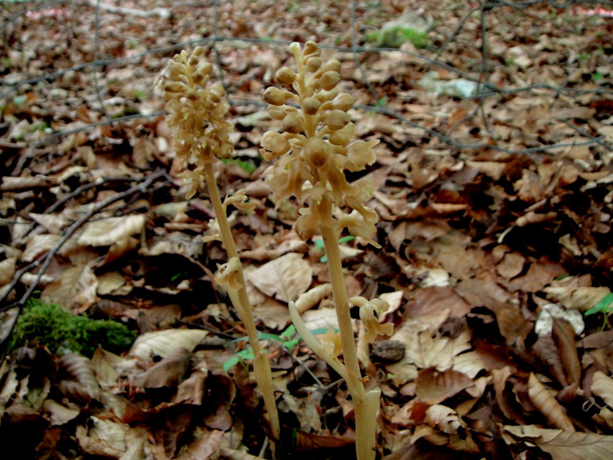 michaelffay60's tweet photo. @Scott_Zona No surprise that my first was an #orchid! #Neottia nidus-avis, #BirdsNestOrchid - here it is, growing in the Chilterns. #Orchids #Orchidaceae (but I also love #Monotropa - so here it is in Michigan) https://t.co/scE3Pp7aa0