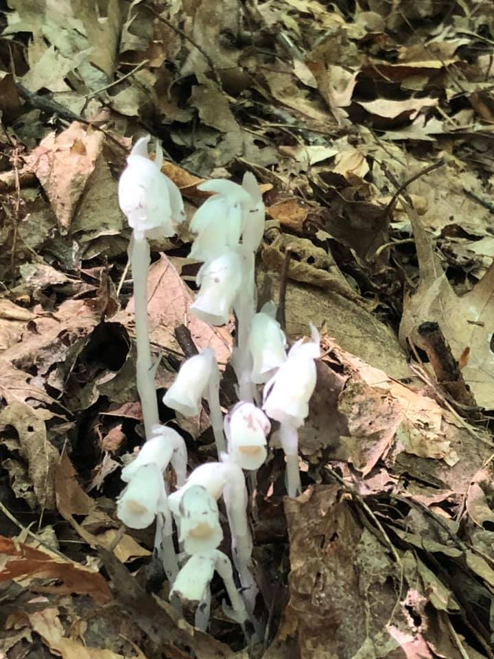 michaelffay60's tweet photo. @Scott_Zona No surprise that my first was an #orchid! #Neottia nidus-avis, #BirdsNestOrchid - here it is, growing in the Chilterns. #Orchids #Orchidaceae (but I also love #Monotropa - so here it is in Michigan) https://t.co/scE3Pp7aa0