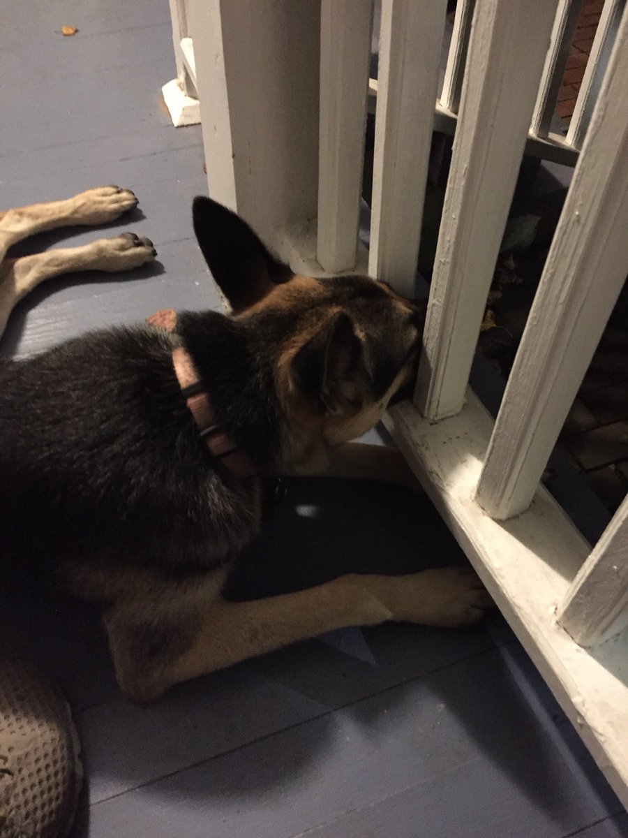 Norris Taff tweet media