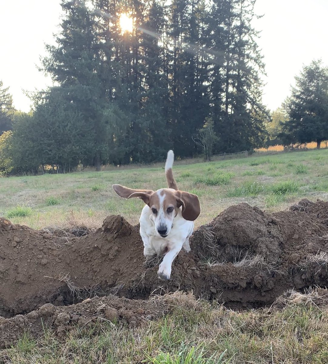 Dsears58's tweet photo. Overcoming life’s rollercoasters one little ditch at a time #attaboy #yougotthis @dogcelebration https://t.co/4sXQ0agaeE