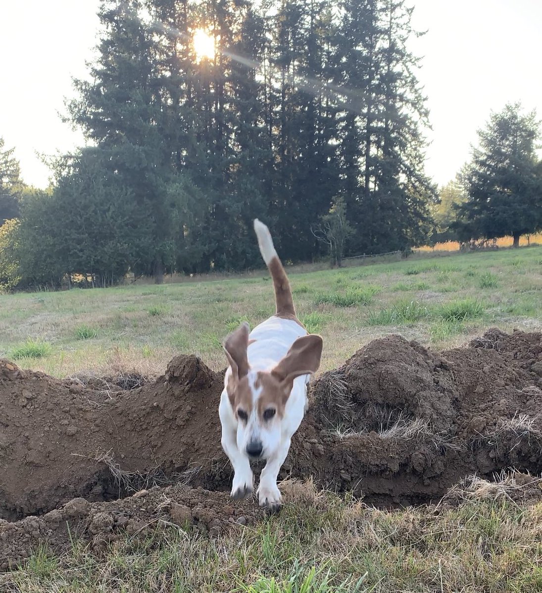Dsears58's tweet photo. Overcoming life’s rollercoasters one little ditch at a time #attaboy #yougotthis @dogcelebration https://t.co/4sXQ0agaeE