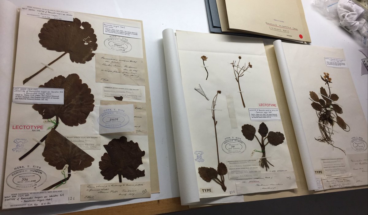 CarlosLehnebach's tweet photo. Mad about #NaturalHistory? keen to work @Te_Papa along #botanists in a collection of 300K specimens? want to know more bout #taxonomy #herbarium #DNA #evolution? Apply to a Summer Research Scholarship @VicUniWgtn frm 2 Sept. read Justin's last year project https://t.co/7siwe5I1ml https://t.co/4C9NbXdrex