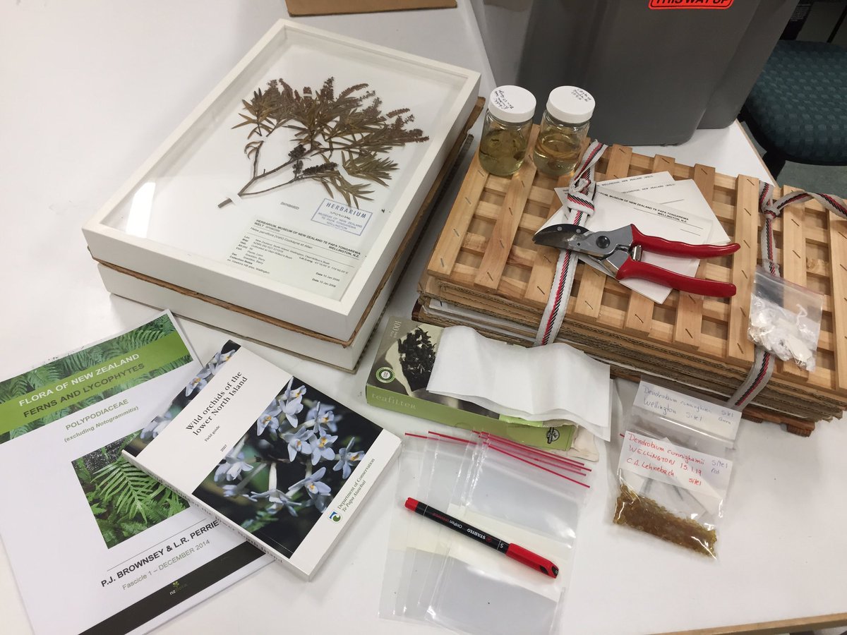 CarlosLehnebach's tweet photo. Mad about #NaturalHistory? keen to work @Te_Papa along #botanists in a collection of 300K specimens? want to know more bout #taxonomy #herbarium #DNA #evolution? Apply to a Summer Research Scholarship @VicUniWgtn frm 2 Sept. read Justin's last year project https://t.co/7siwe5I1ml https://t.co/4C9NbXdrex
