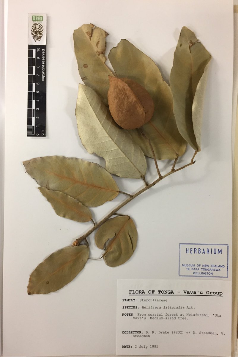 CarlosLehnebach's tweet photo. Mad about #NaturalHistory? keen to work @Te_Papa along #botanists in a collection of 300K specimens? want to know more bout #taxonomy #herbarium #DNA #evolution? Apply to a Summer Research Scholarship @VicUniWgtn frm 2 Sept. read Justin's last year project https://t.co/7siwe5I1ml https://t.co/4C9NbXdrex