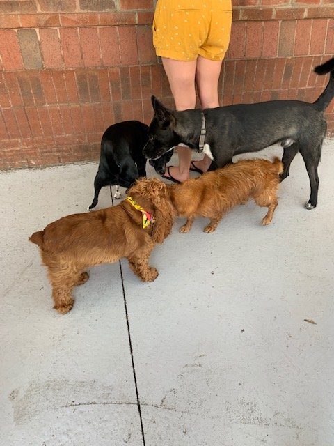 littlepenny2015's tweet photo. Made lots of new friends today at the #pride dog party. 
#658create #dogs #party #bffs #DogsofTwittter #cockapoo #sunday #fundaysunday https://t.co/qOzRED5OCq