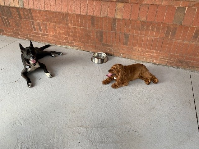 littlepenny2015's tweet photo. Made lots of new friends today at the #pride dog party. 
#658create #dogs #party #bffs #DogsofTwittter #cockapoo #sunday #fundaysunday https://t.co/qOzRED5OCq