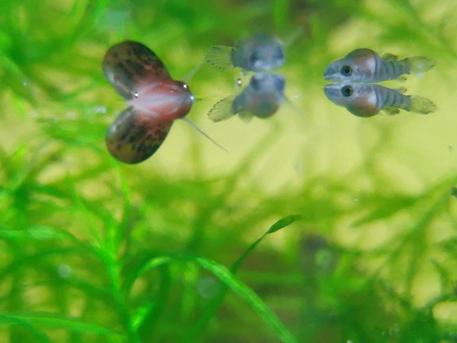 mr_hackquarium's tweet photo. ๐บ๐ธTo infinity, and beyond!
I joined the #killiclubdefrance
.
๐ซ๐ทVers l'infini et au-delร !
รa y est, je viens de rejoindre le #KCF
๐๐ค
.
#killies #killis #killifish #fishkeeping #freshwaterfish #fishsci #conservation #fishnerd #hackquarium https://t.co/bGPPskidx2