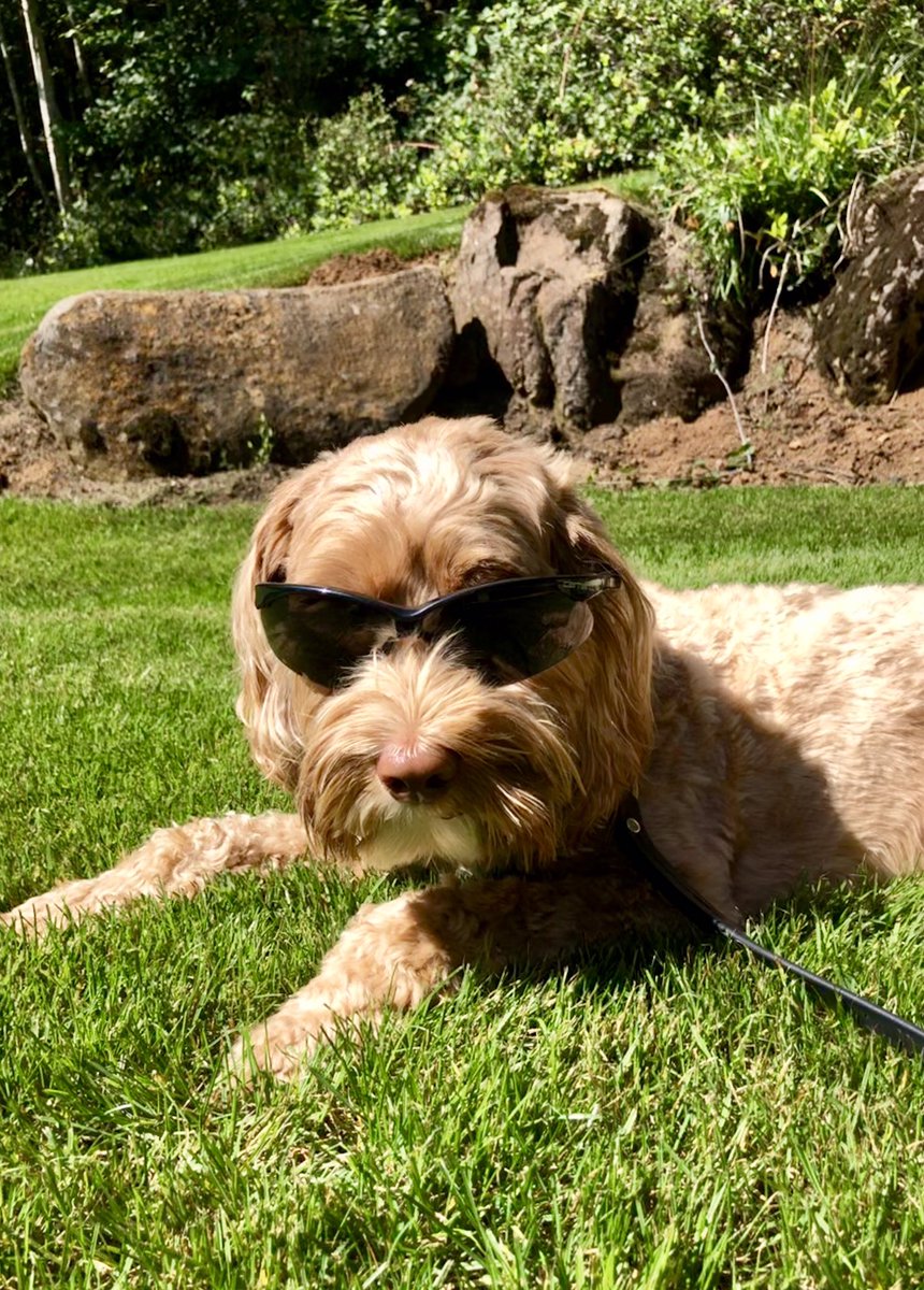 My future is so bright I gotta wear shades. 😎#DogsofTwittter #SundayFunday #dogs #coolpups #Puppies #DogsOfInstagram
