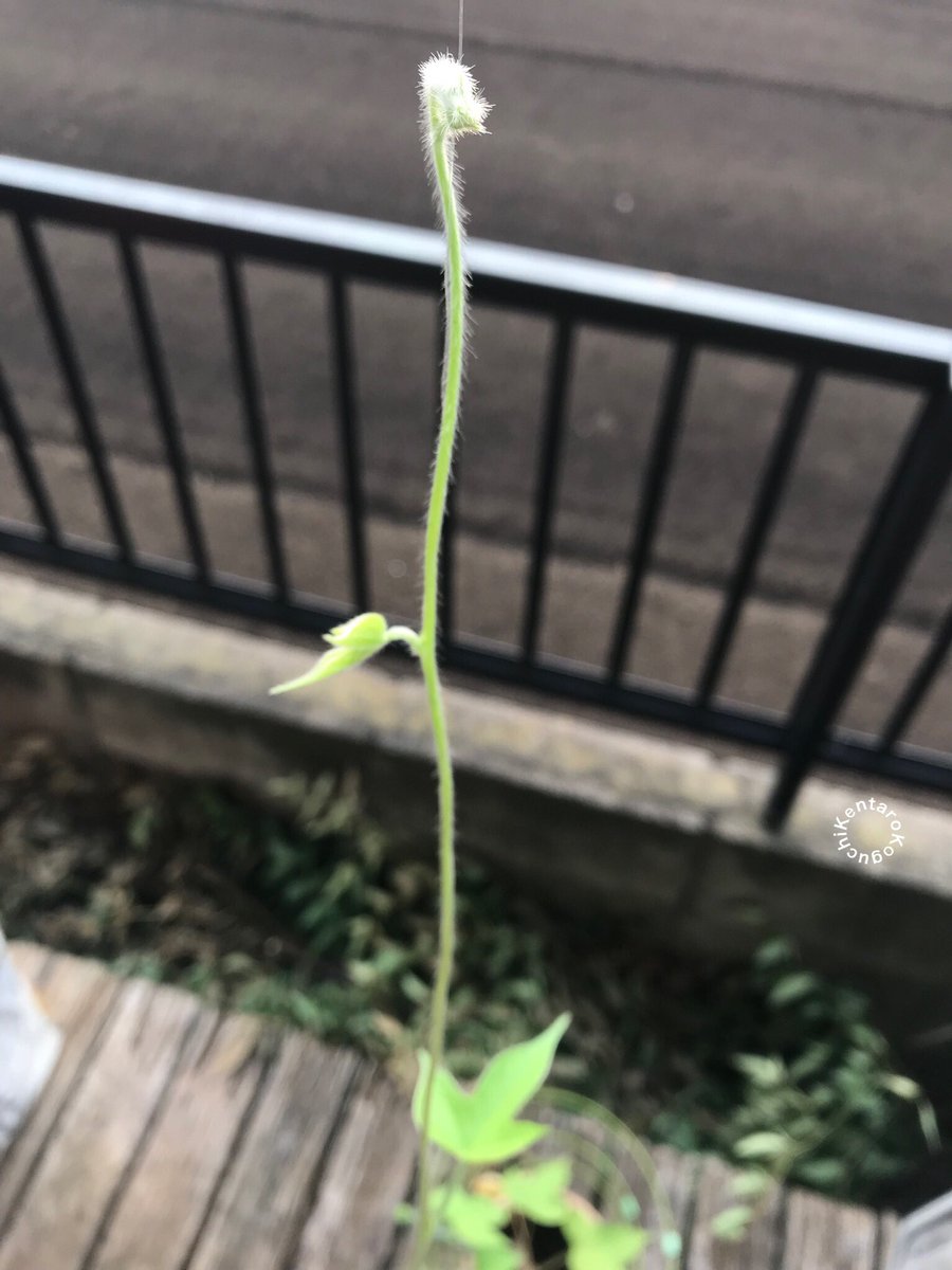 k_kenta's tweet photo. 今朝の朝顔
Morning glory this morning
#アサガオ #あさがお #朝顔 #morningglory
#ツル #つる #蔓 #cirrus #tendril #vine
#本葉 #trueleaf #双葉 #cotyledon #seedleaf
#花 #flower #flowers
#東京 #tokyo #練馬区 #nerimacity https://t.co/dO3b5qrOJf