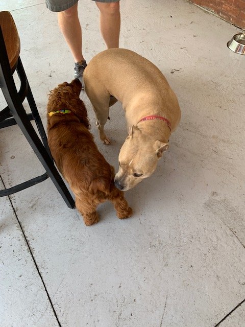 littlepenny2015's tweet photo. More shots from today's #pride dog party. Good times were had by all dogs and humans!
#658create #dogs #party #Pride2019 #DogsofTwittter #DogLife #dogmom #cockapoo #sunday #fundaysunday https://t.co/z8835u6clw