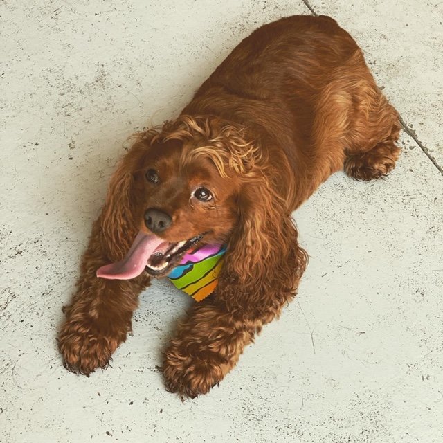 littlepenny2015's tweet photo. More shots from today's #pride dog party. Good times were had by all dogs and humans!
#658create #dogs #party #Pride2019 #DogsofTwittter #DogLife #dogmom #cockapoo #sunday #fundaysunday https://t.co/z8835u6clw