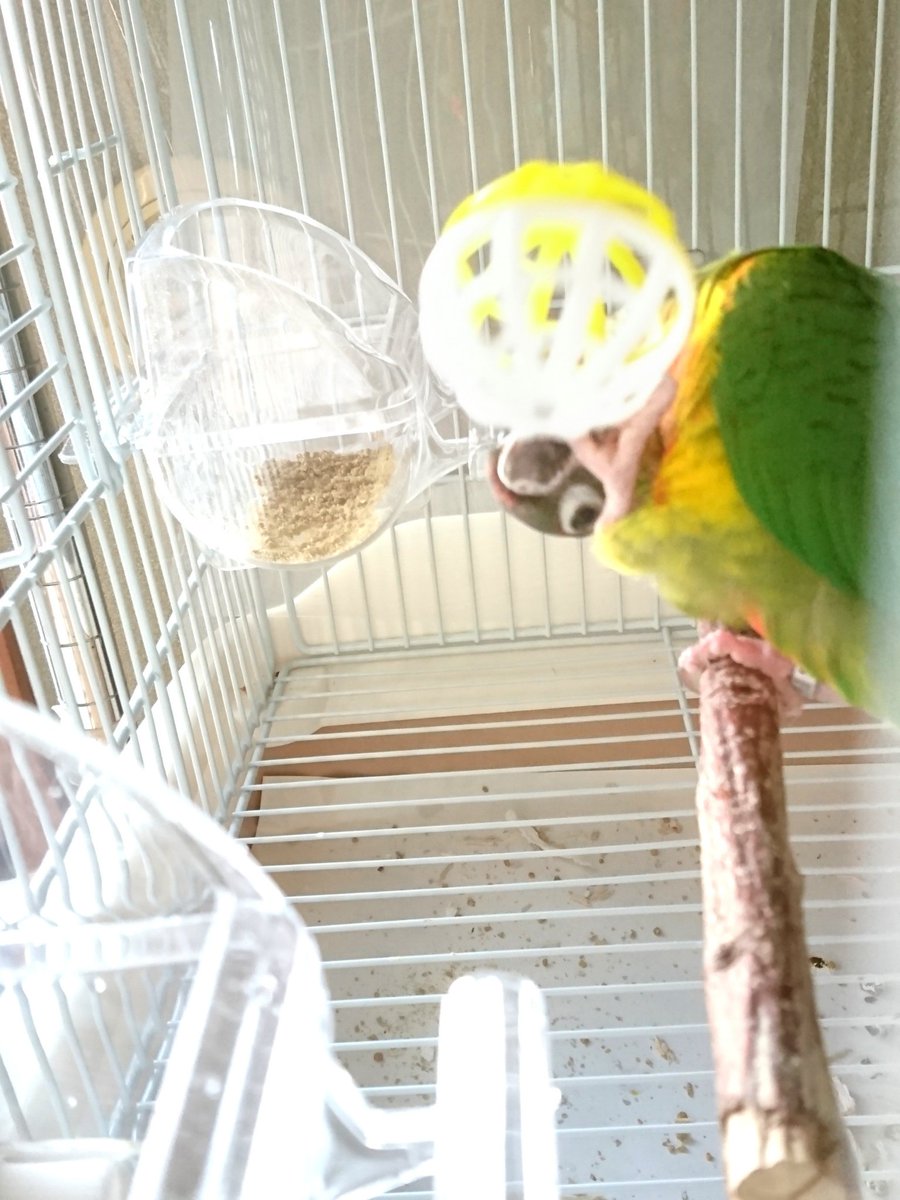 あきねえ 人間がこれから飲もうとしてる液体の入ったコップの中にまで 爪楊枝やプラキャップや輪ゴムを入れ てくるんだけど 絶対嫌がらせでやってるだろうw