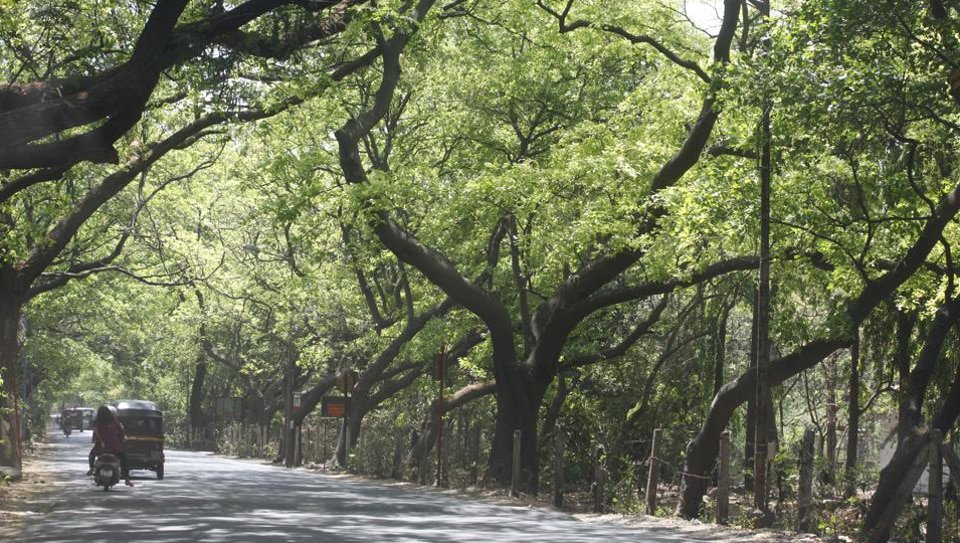HTMumbai's tweet image. Three Metro lines to hit 1,821 trees, time to raise your voice

hindustantimes.com/cities/three-m…

(@Thevarsteffy reports)