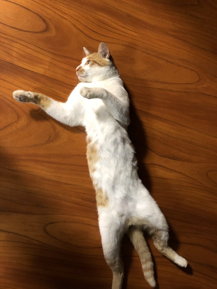 _Daily_Akatuki's tweet photo. ←ﾊﾟｯ
ﾊﾟｯ→
↑
ﾊﾟｯ https://t.co/dpaIepRZiB