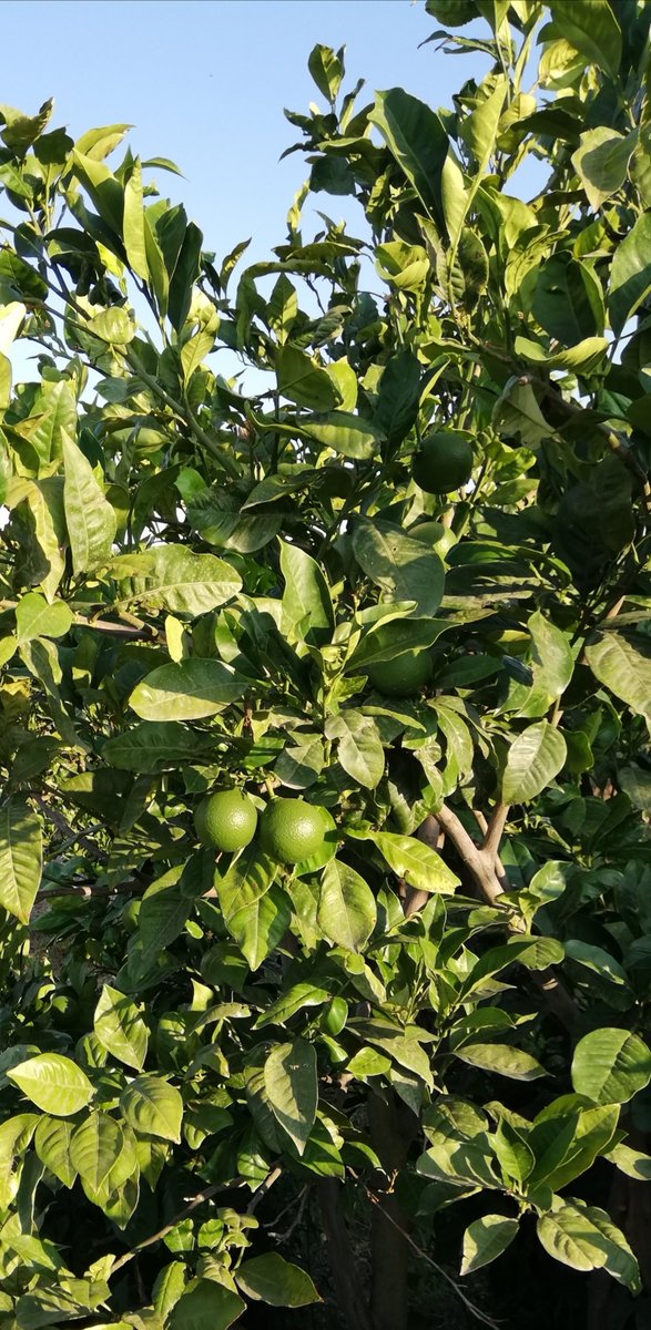ArSicula's tweet photo. A dicembre saranno pronte per raggiungere le vostre case🍊🍊

#arance #sicilia #italia #km0 #arsiculadoyou #arsicula https://t.co/lKLqVmxYQM