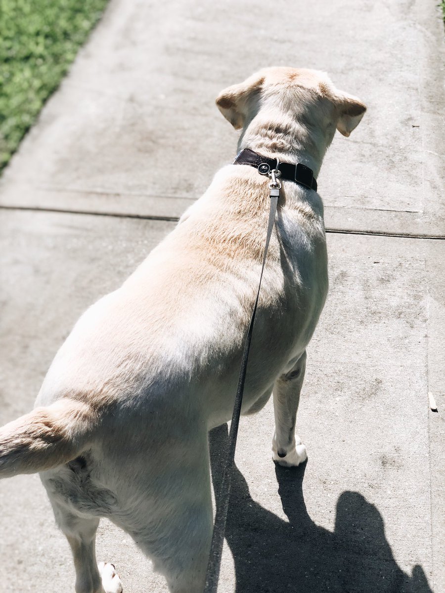 hcmenard's tweet photo. L🐾ve these “paw”some walks with Oakley! https://t.co/GIMQdRpEYs