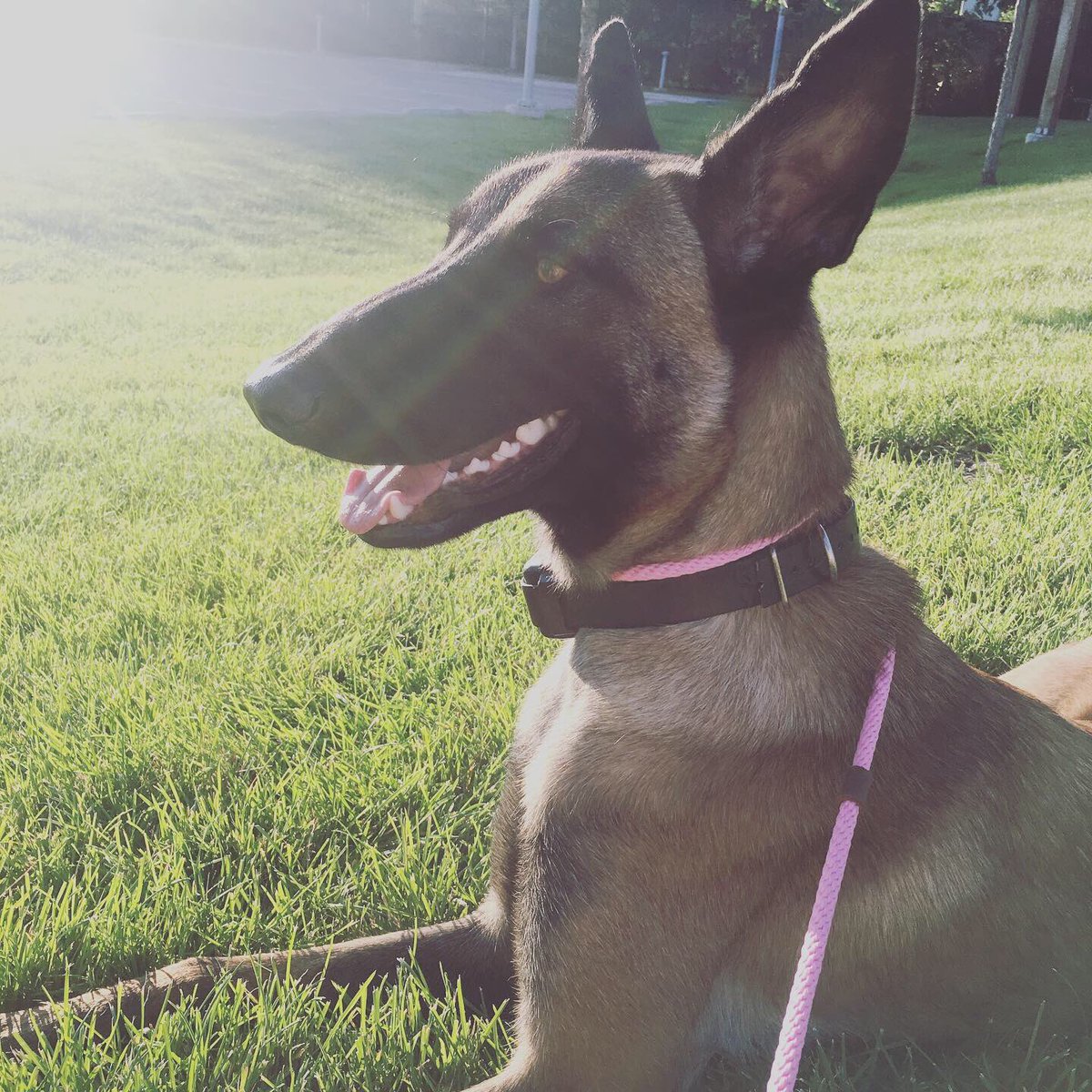 TessaJAnderson's tweet photo. Whoever said dogs don’t smile doesn’t know Javi Lynn 🥰 #mydogiscutest https://t.co/KfFX7CET2S