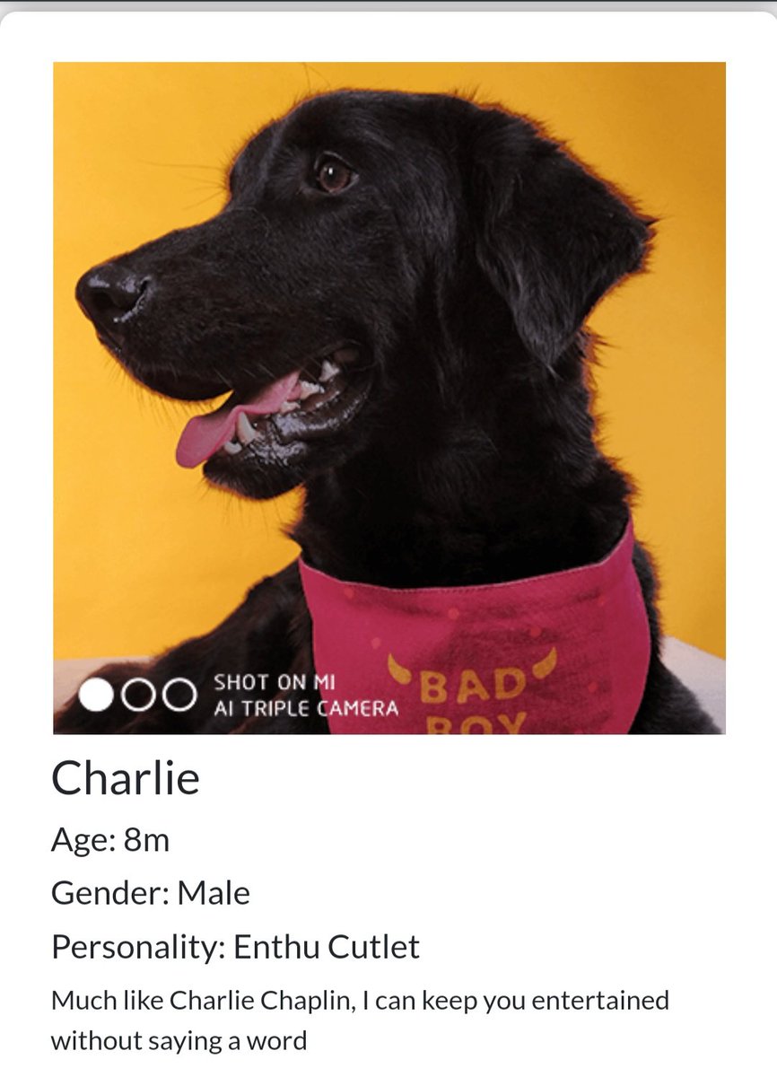 Charlie <a href="/CupaIndia/">CUPA India</a> managed to sneak into the teams kit &amp; picked himself a "toy". Next 30 mins were spent playing fetch (without getting the toy back) 

Charlie's super playful &amp; friendly 😍 &amp; looking dapper when shot with #48MPAndroidOne

xiaomi-cupa.com/in/register.ph… check him out