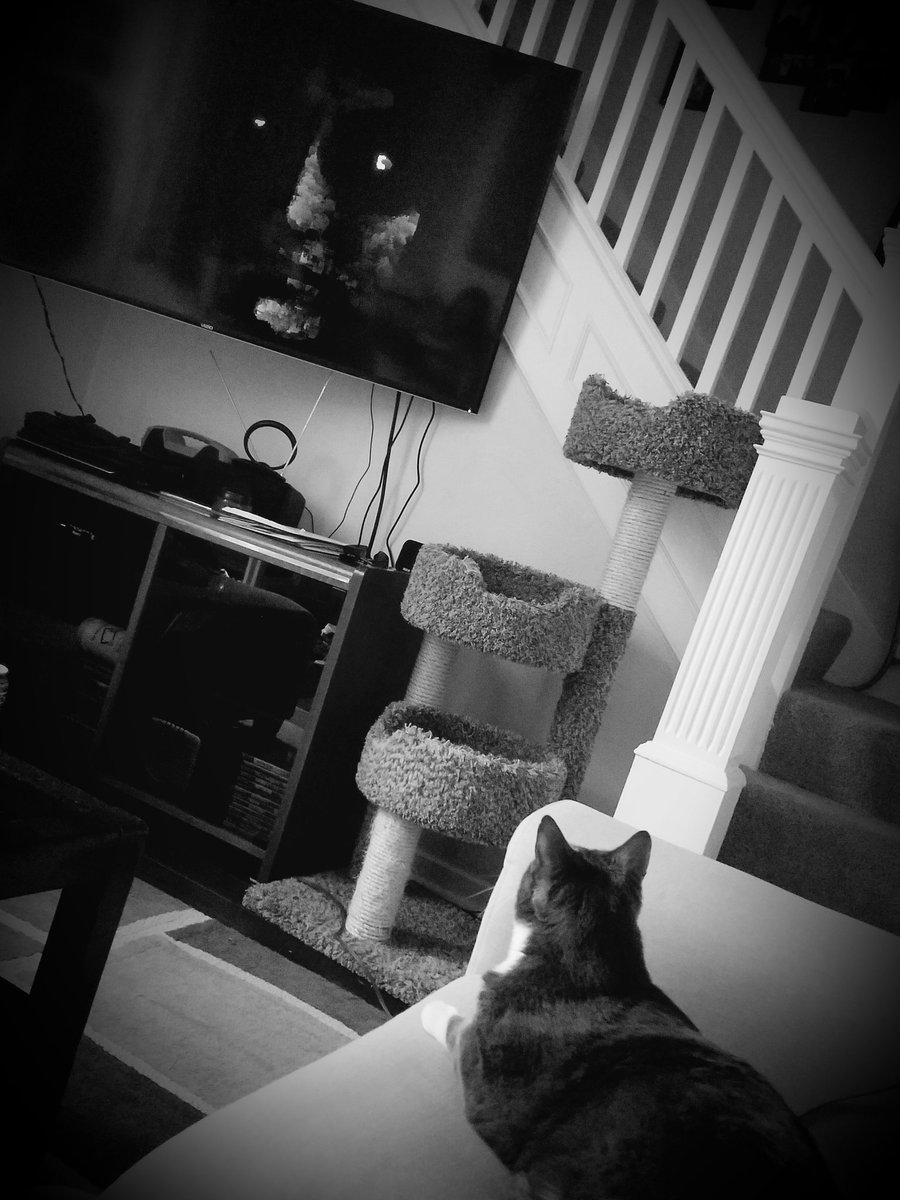 scarysidetales's tweet photo. Our cat Lucky, watching our newest #scaryside video on TV 🤣 #hesagoodoledog https://t.co/LOn9AWqdSY