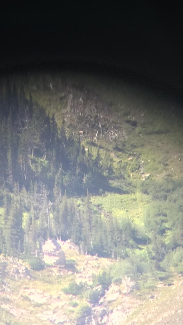 m70outdoors's tweet photo. Finally found some sheep after 2 years in an area we thought was promising @VortexOptics @AlbertaFishGame #bighorn https://t.co/FTntLHdDFL