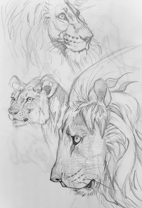 Some sketches from when I was waiting at the airport. Original photos belong to https://t.co/JcABhzgnih 
I think they are a big cat sanctuary, but I could be wrong.
Also, the same name doesn't seem to correspond to the same person on Twitter... hmm
Anyways, enjoy!! 