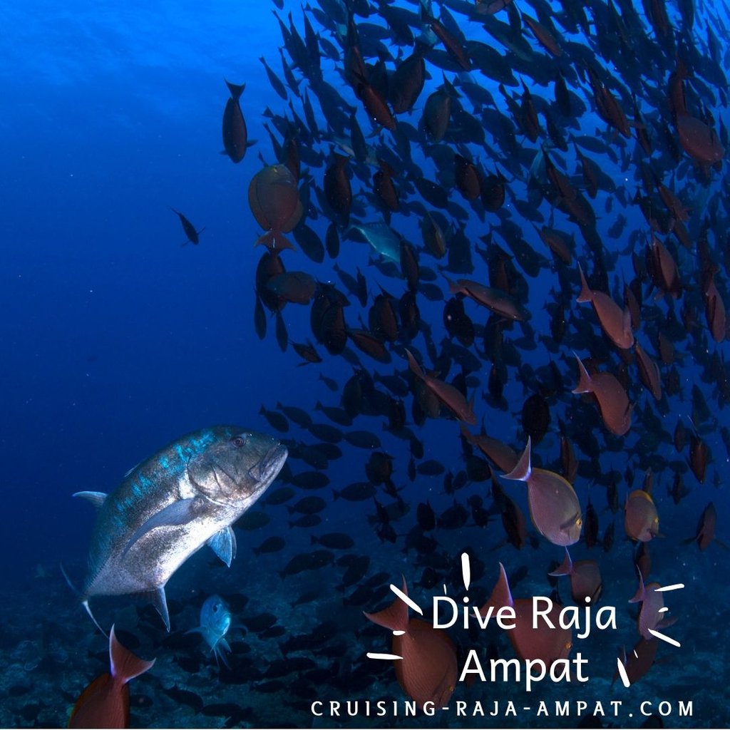wisesarajaampat's tweet photo. #wisesarajaampat #wisesa #liveaboard #cruisingrajaampat https://t.co/jVPPq1RdIU