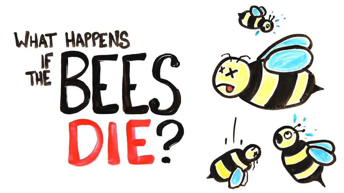 CapensisZA's tweet photo. 'Bees voted to be the most important living beings on earth.' We couldn't agree more! 🐝  https://t.co/9DimwgZsWK Great video included in the article as well and worth watching. #savethebees #honeybees #beesareimportant #pollinators #plantforpollinators #capensiscollection https://t.co/yMsM0mPJwA