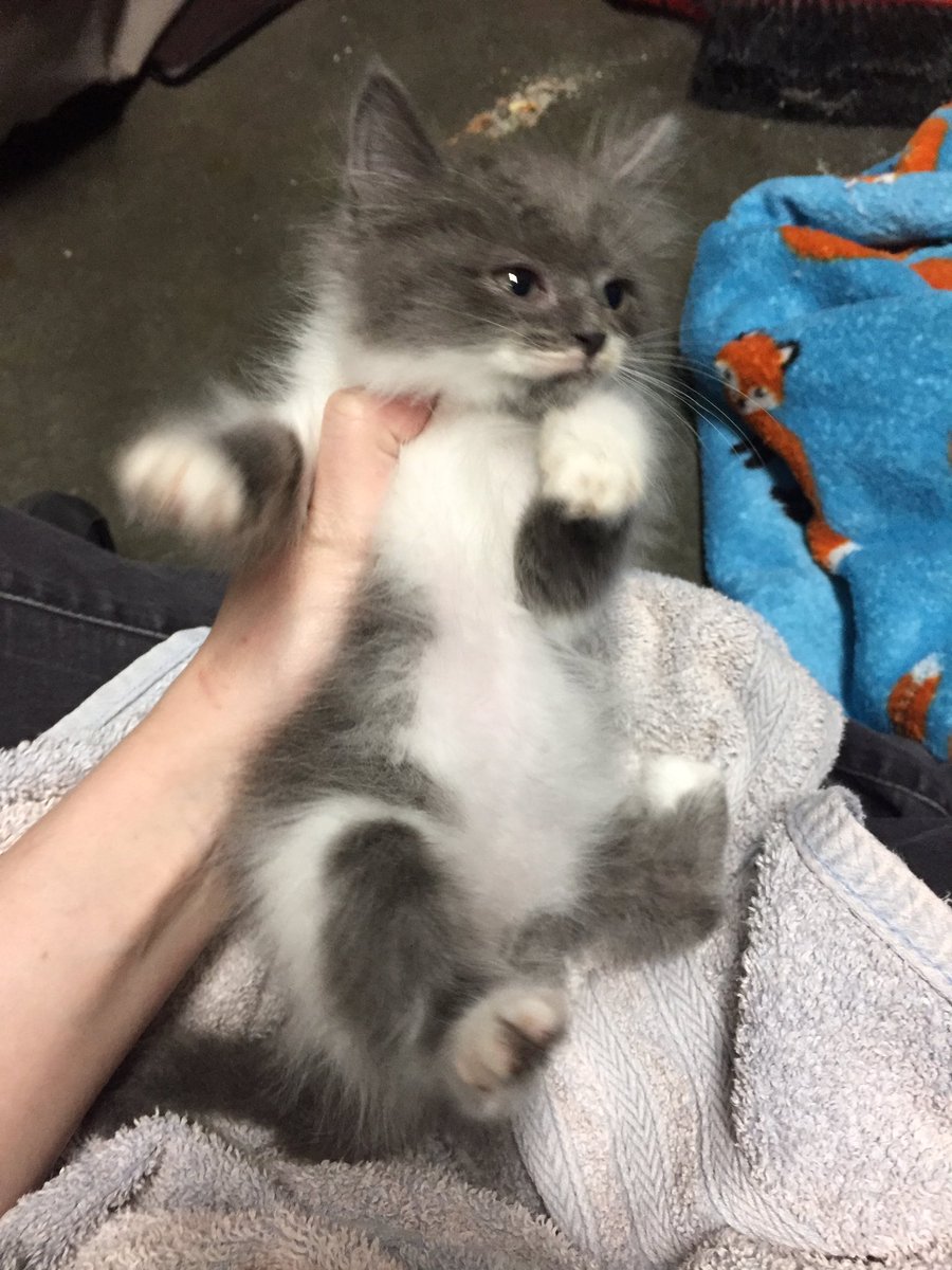 RocketCatRescue's tweet photo. Matcha is clean and pooofy! #catrecue #CatsOfTwitter https://t.co/Bbmz1LftSL